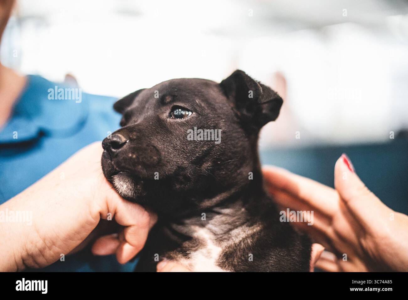 Primo piano di un piccolo cucciolo nero che viene tenuto delicatamente dalle mani umane, che sembra vigile e curioso. Foto Stock