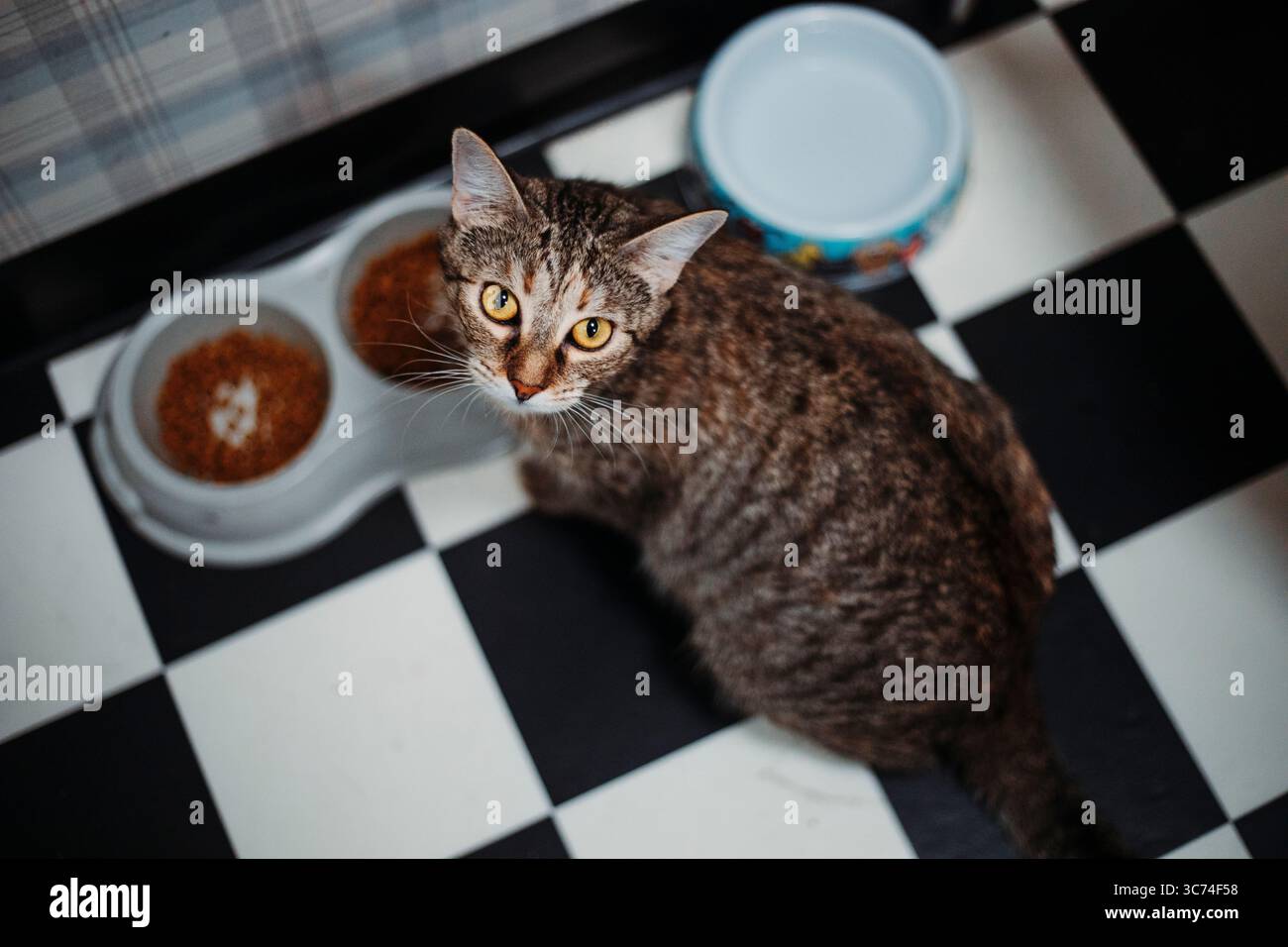 Il gattino Tabby si appoggia su una coperta sotto una luce calda, guardando direttamente la fotocamera con occhi luminosi e curiosi. Foto Stock