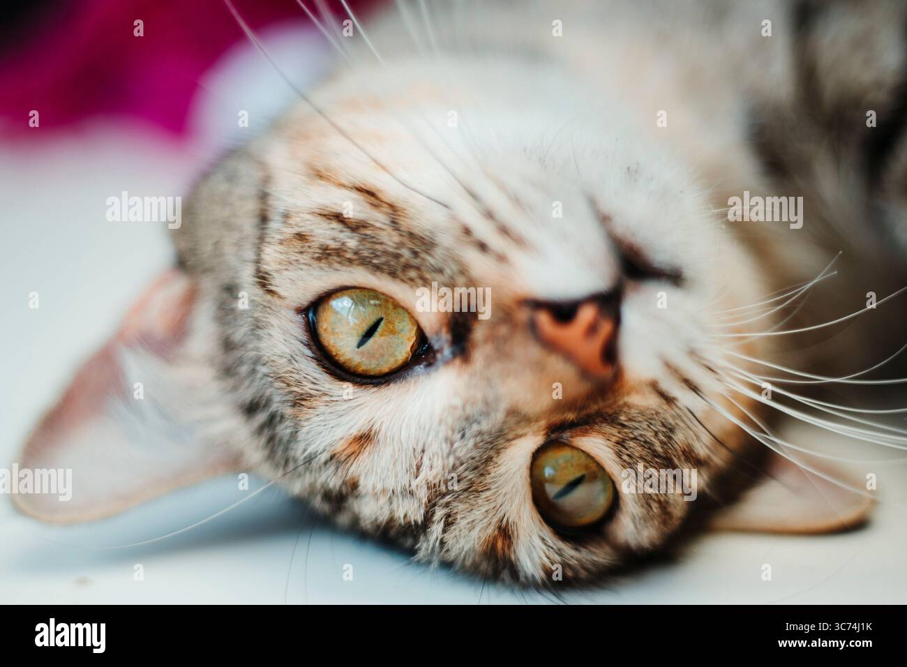 Il gatto domestico si è accoccolato su una coperta, dormendo tranquillamente in una soffusa illuminazione interna. Foto Stock