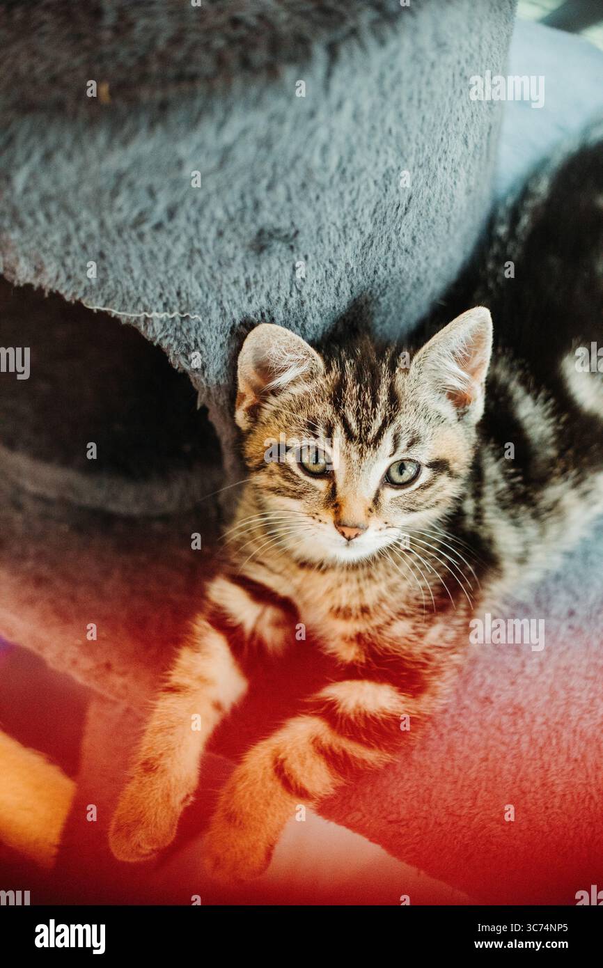 Gattino Tabby che riposa in soffice biancheria da letto sotto una calda luce rossastra, guardando tranquillamente con gli occhi mezzo chiusi. Foto Stock