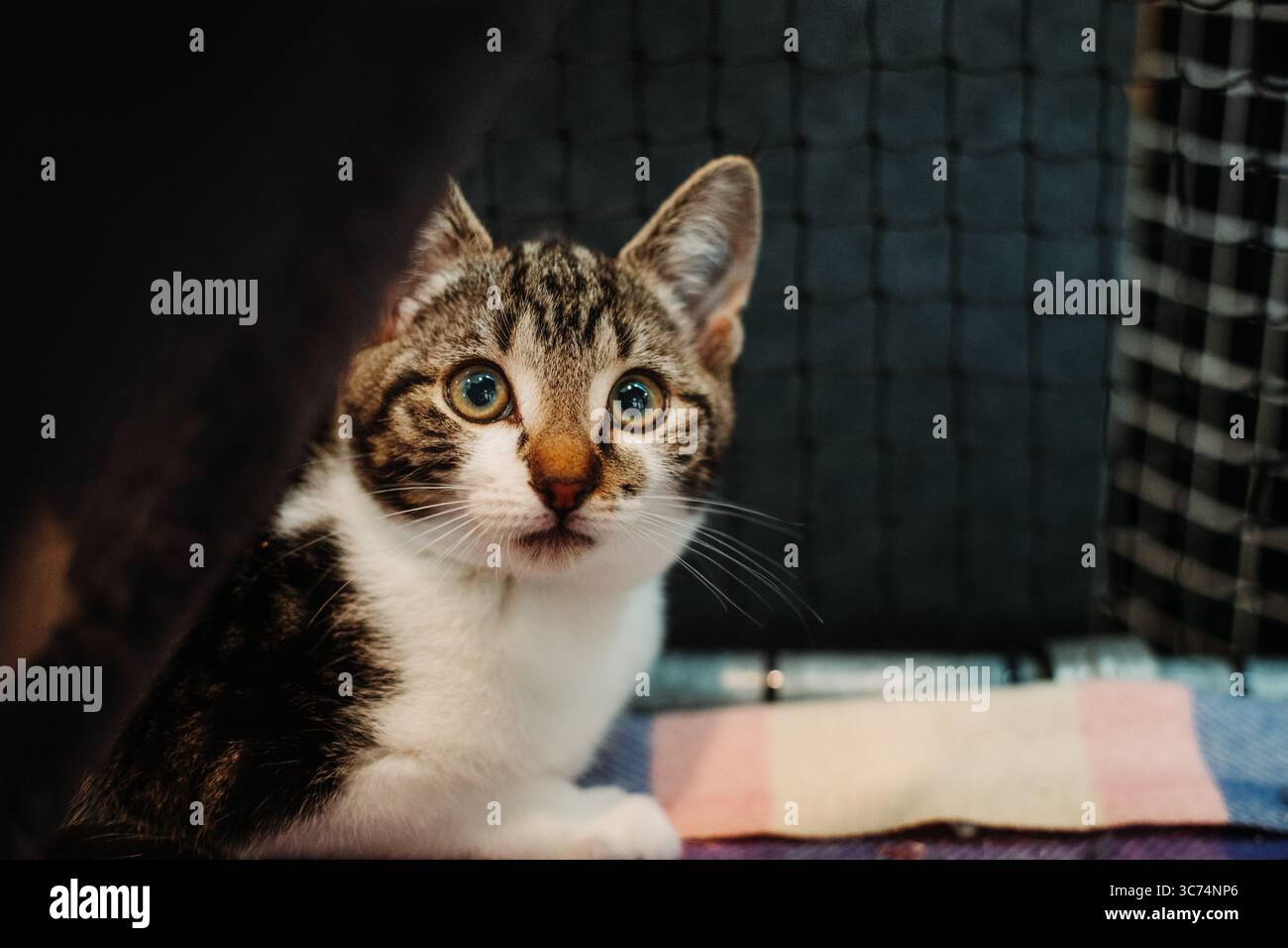 Curioso gattino tabby seduto su una coperta morbida, guardando direttamente la telecamera con occhi ampi e attenti. Foto Stock