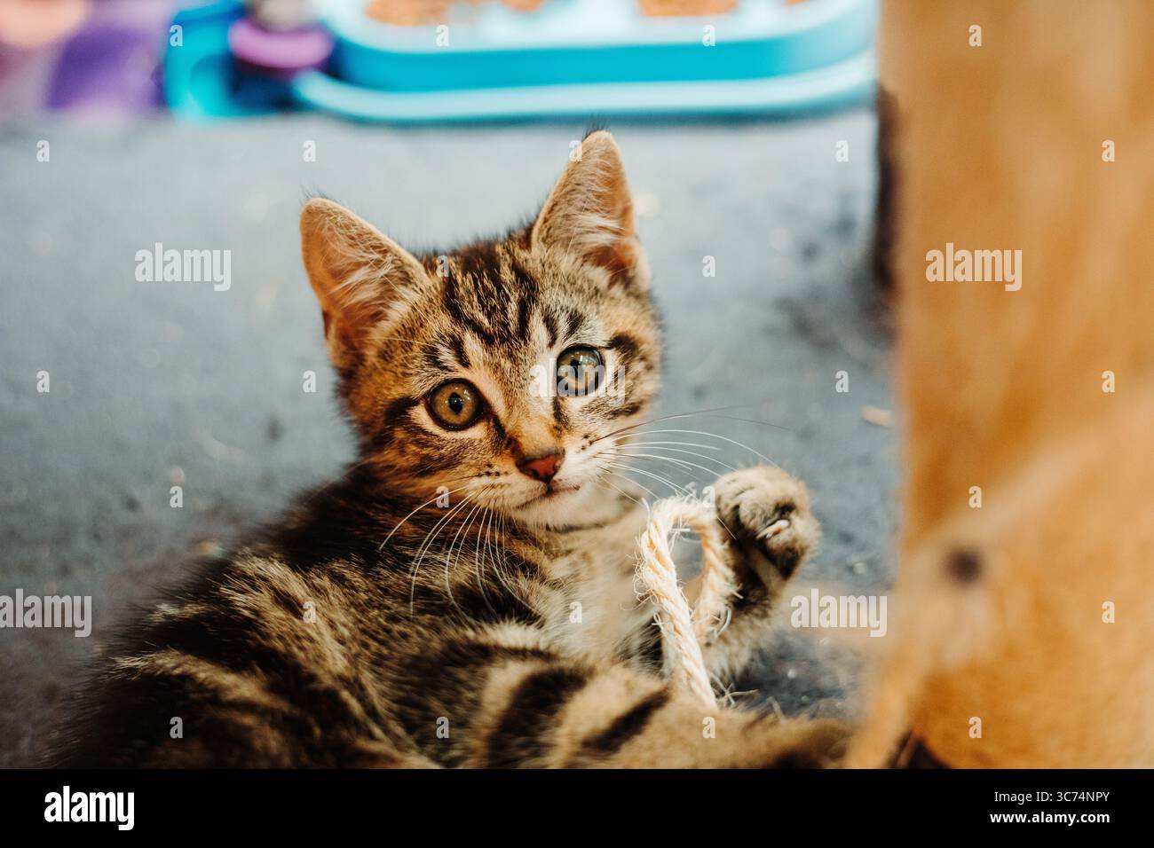 Giocoso gattino da tabby adagiato su un pavimento in legno, osservando curiosamente la telecamera in una calda luce interna. Foto Stock