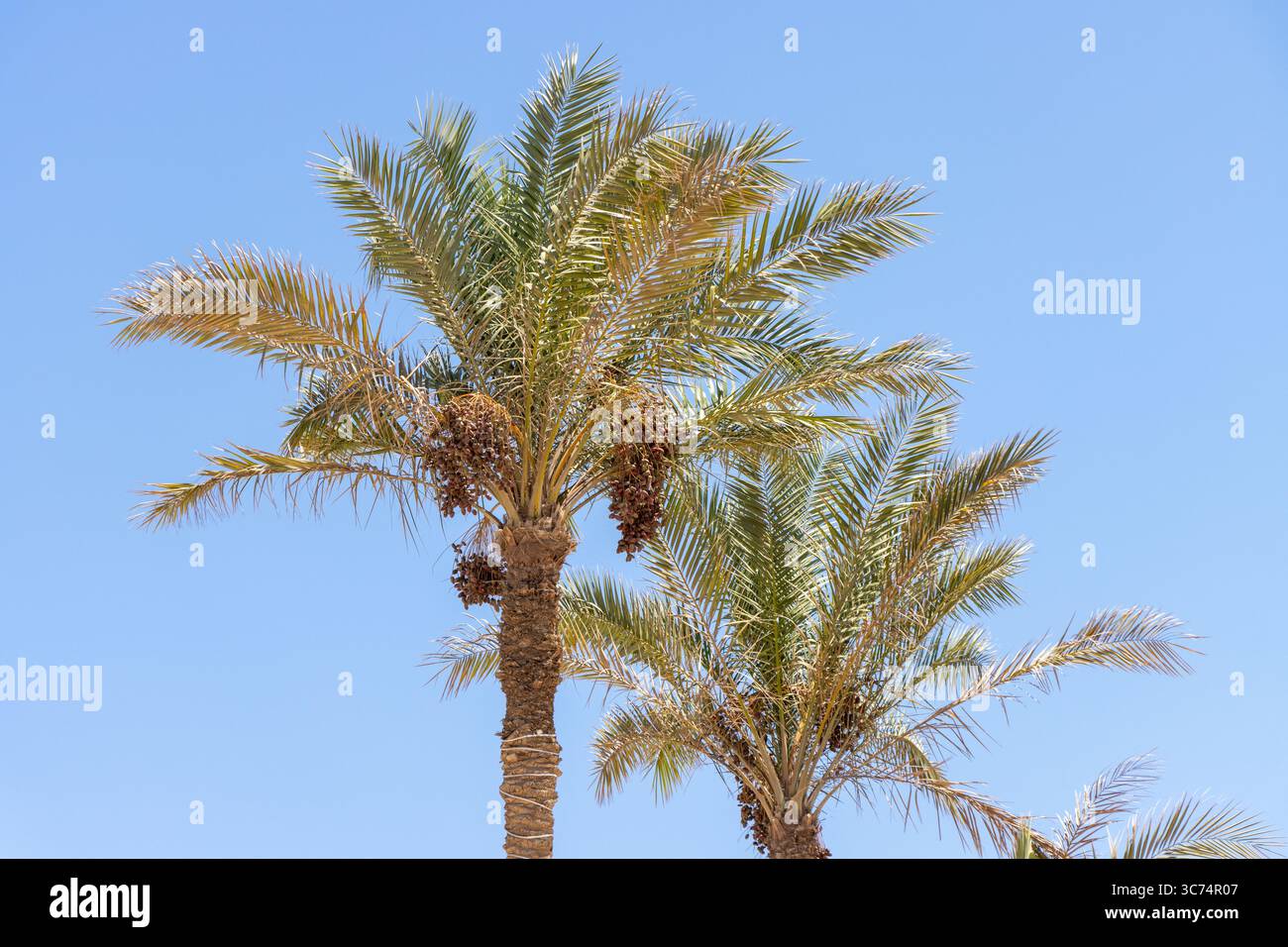Datteri i frutti di palma sul ramo Foto Stock