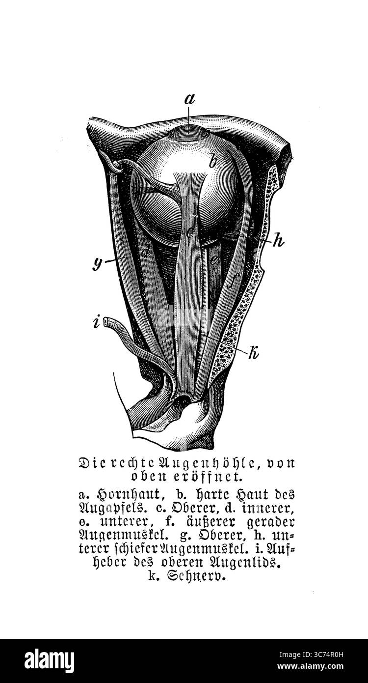 Anatomia: Cavità dell'occhio destro aperta dall'alto, incisione del XIX secolo con descrizioni tedesche Foto Stock