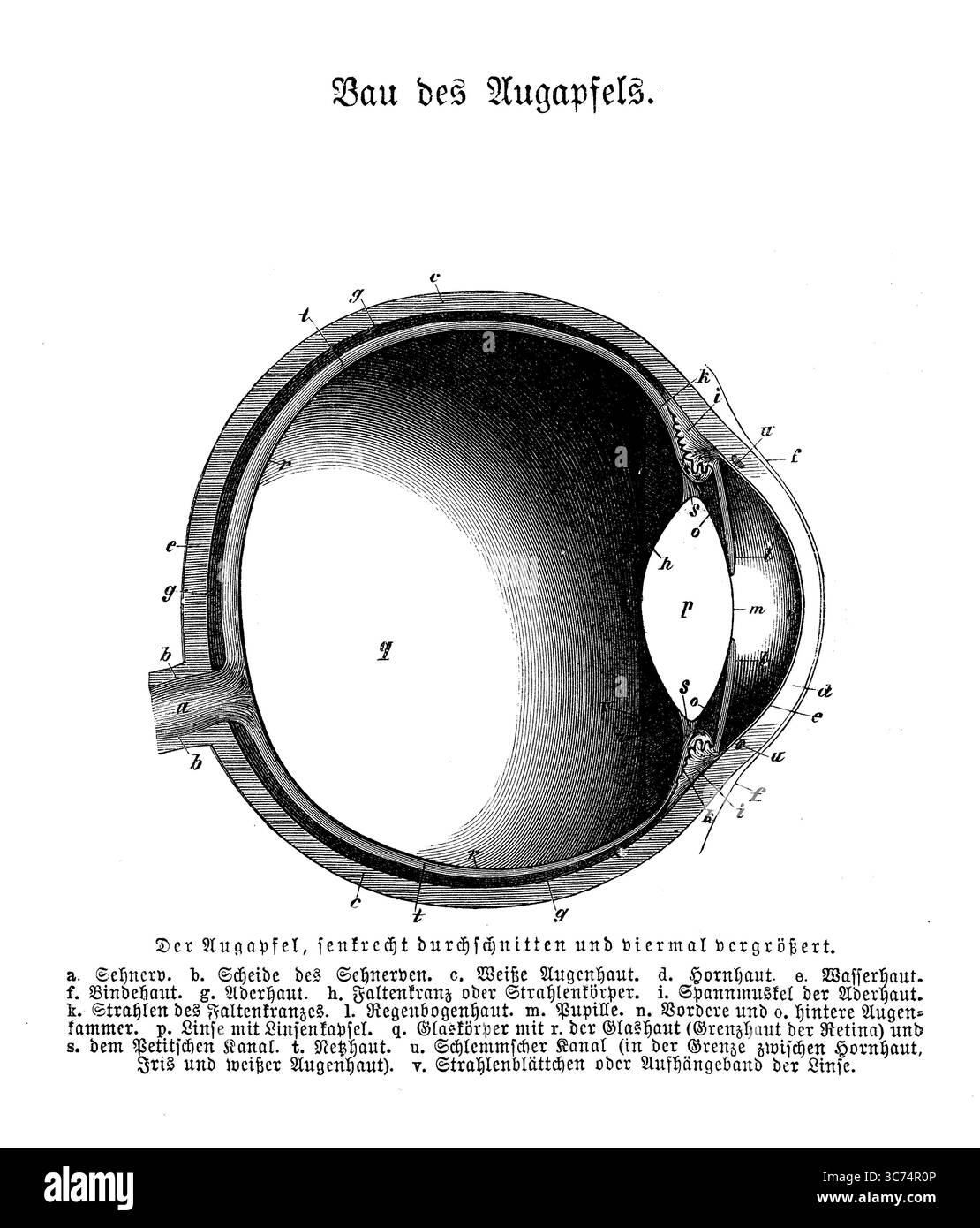 Anatomia degli occhi: Sezione verticale del bulbo oculare ingrandita, incisione del XIX secolo con descrizioni tedesche Foto Stock