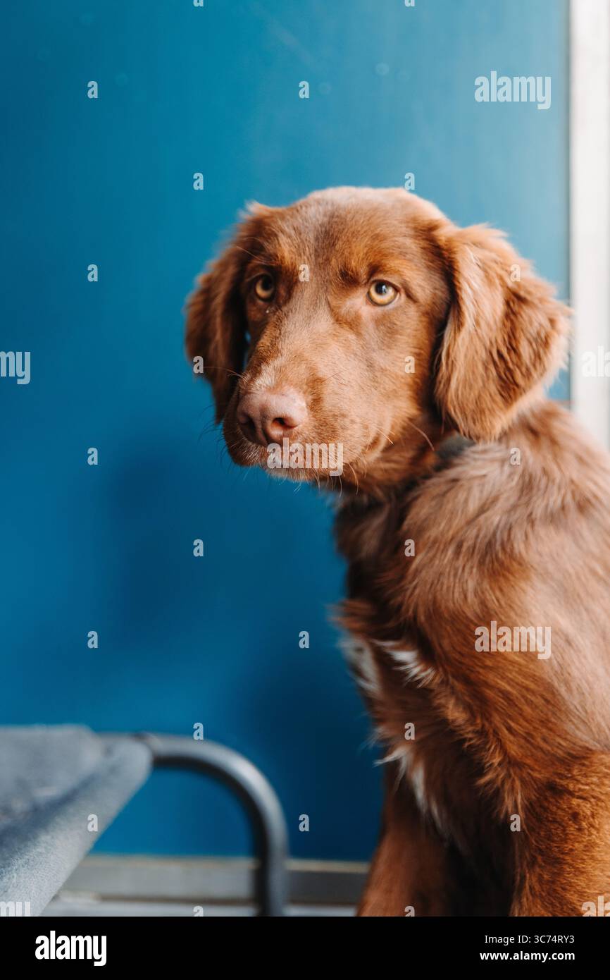Ritratto di un cane marrone chiaro su un morbido sfondo blu, che guarda di lato con un'espressione calma. Foto Stock