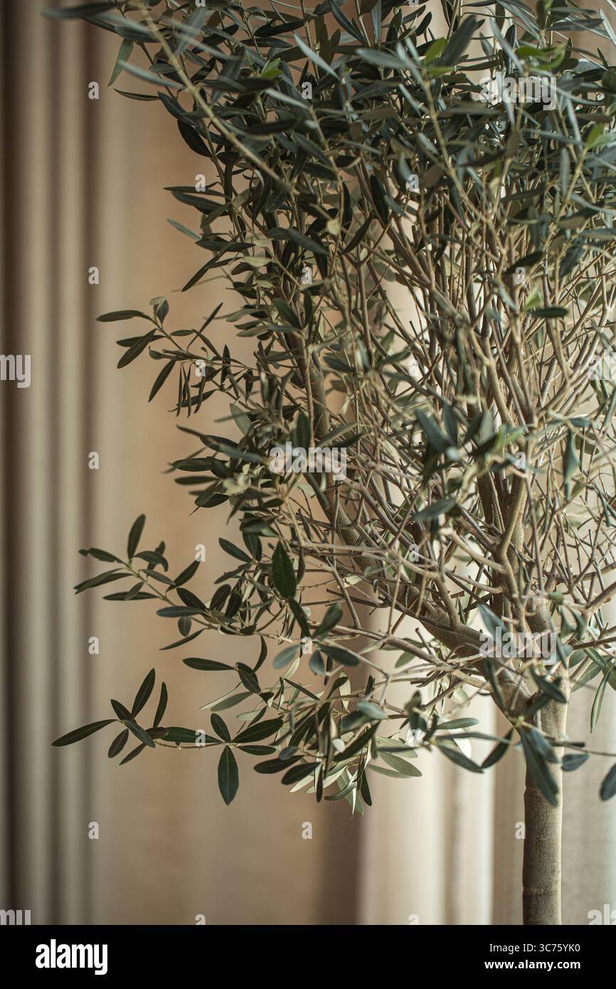 Olivo con rami densi vicino alla tenda beige Foto Stock