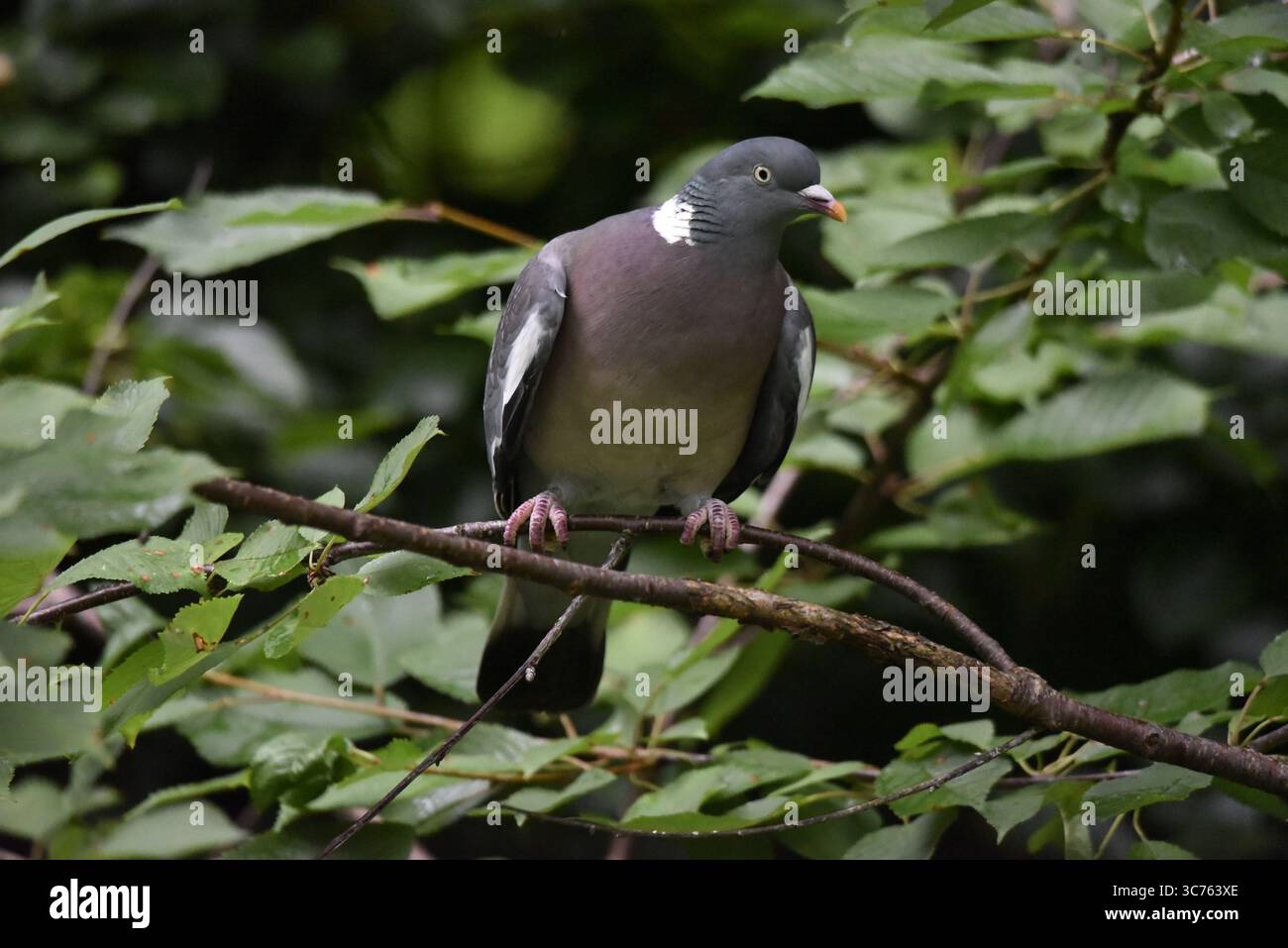 Primo piano immagine in primo piano di un piccione comune (palumbo di Columba) rivolto con l'occhio sinistro sulla fotocamera, avvolgente Twig su sfondo verde verde verde verde, Regno Unito Foto Stock