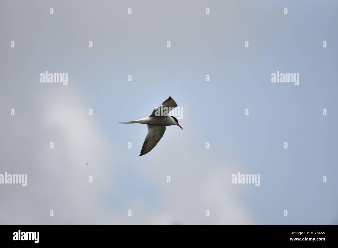 Common Tern (Sterna hirundo) volando da sinistra a destra a livello occhi, contro un cielo nuvoloso, preso nel Regno Unito a luglio Foto Stock