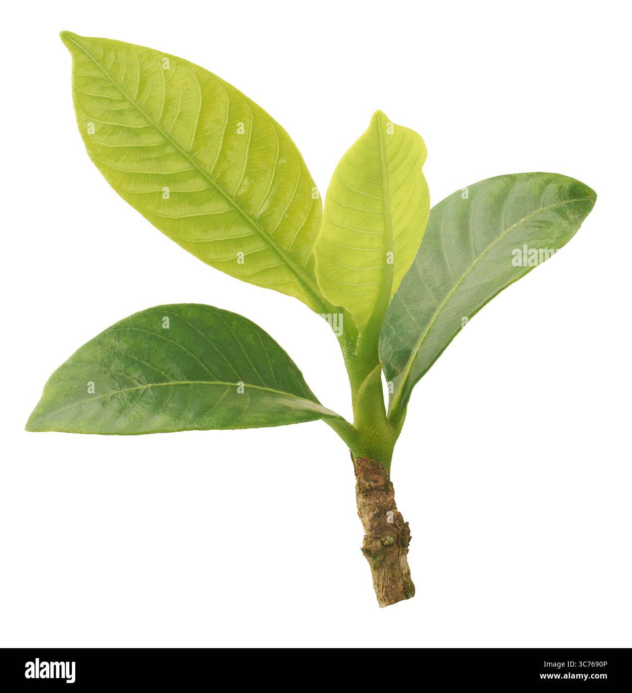 primo piano di piccole piante verdi alberellate con foglie fresche e gambo sfondo bianco isolato, sana crescita precoce di fogliame vibrante, inizi Foto Stock