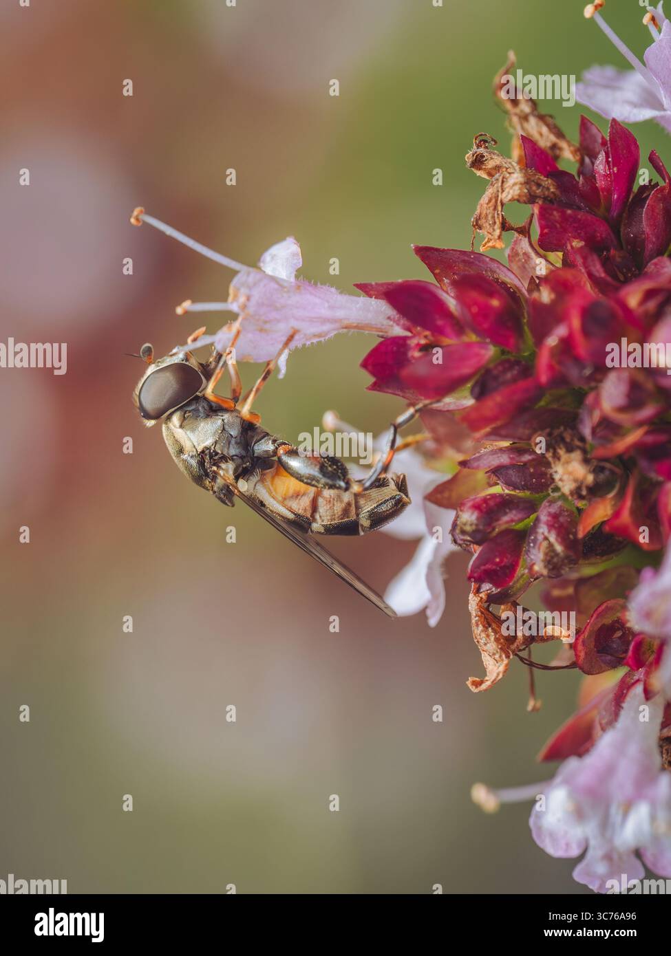 Un hoverfly dalle zampe spesse (Syritta pipiens) che si nutre di un fiore di Marjoram Foto Stock