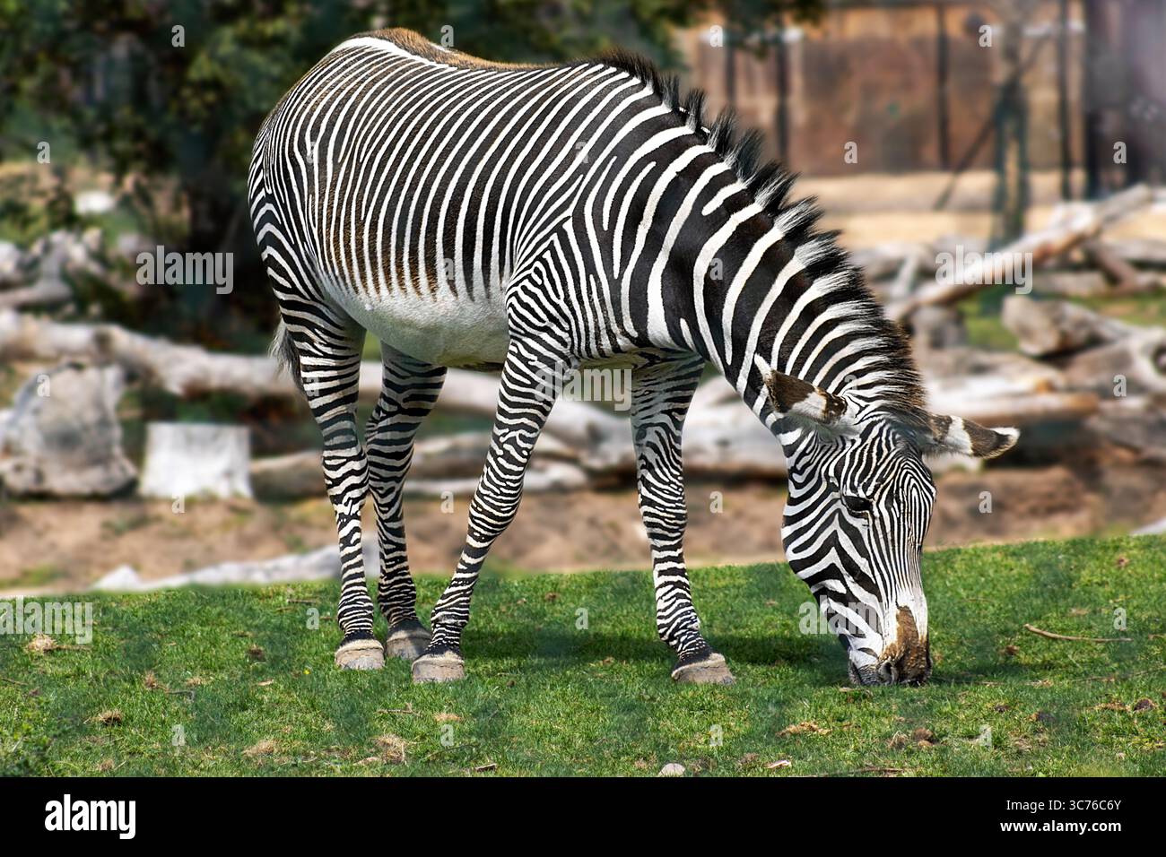 Zebra presso lo Zoo di Chester Foto Stock
