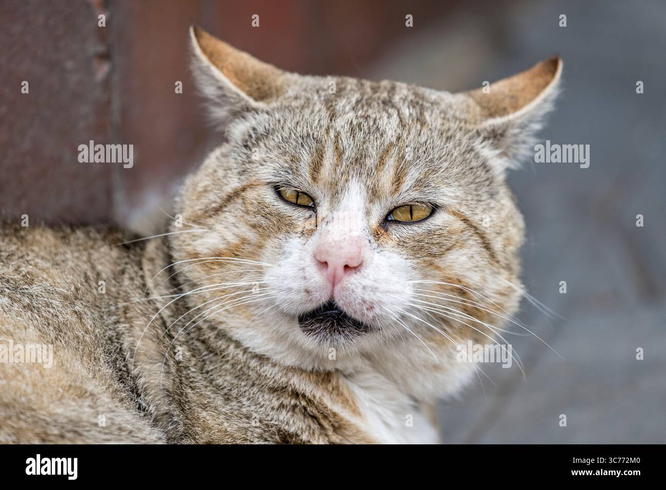 Un gatto domestico di sesso maschile arrabbiato o spaventato, con occhi ristretti e orecchie appiattite (primo piano) (Regno Unito) Foto Stock