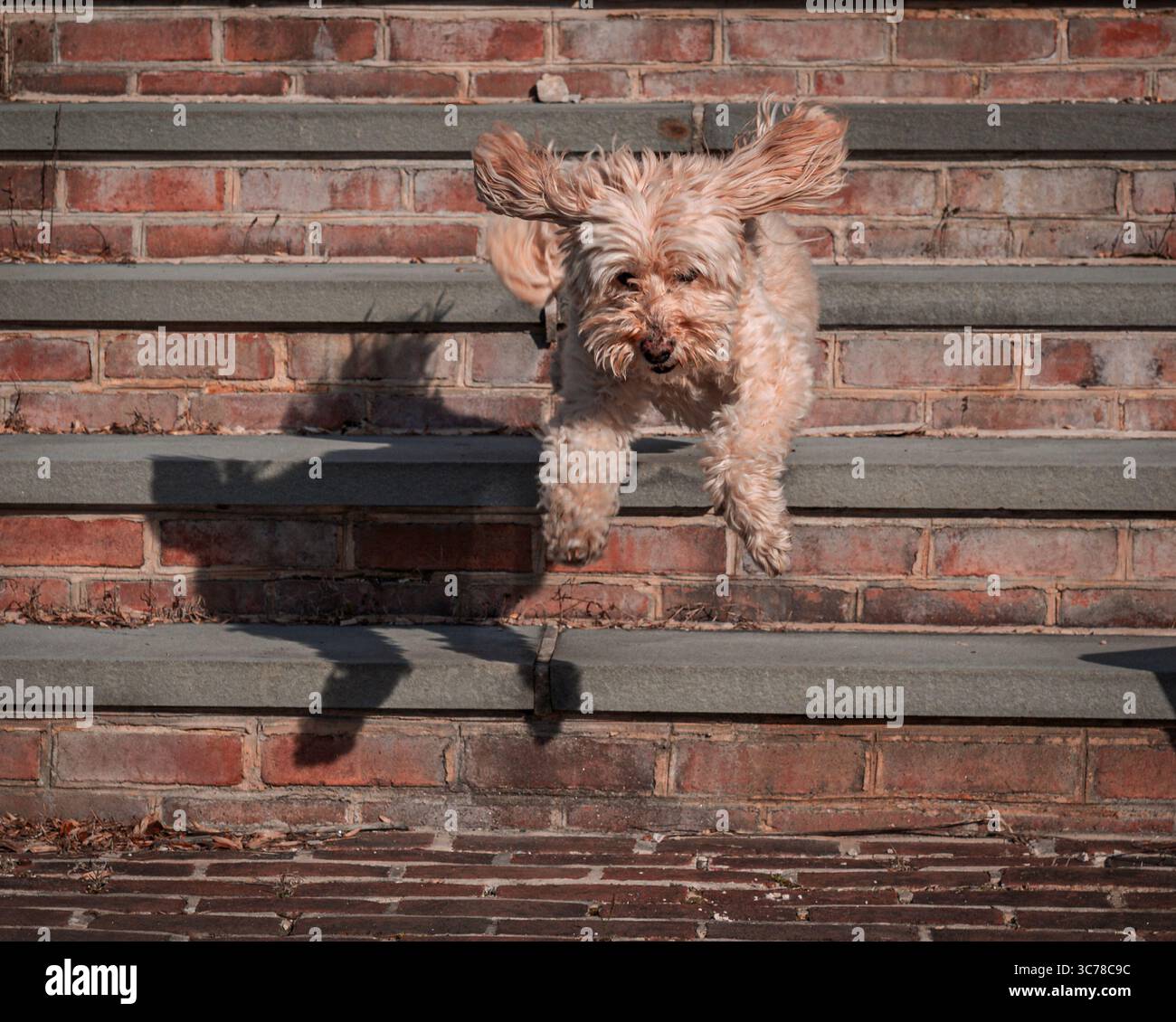 Un cucciolo giocoso salta giù per i gradini dei mattoni con un abbandono spensierato. Le orecchie del cane volano in movimento mentre si gode una giornata di sole. Foto Stock