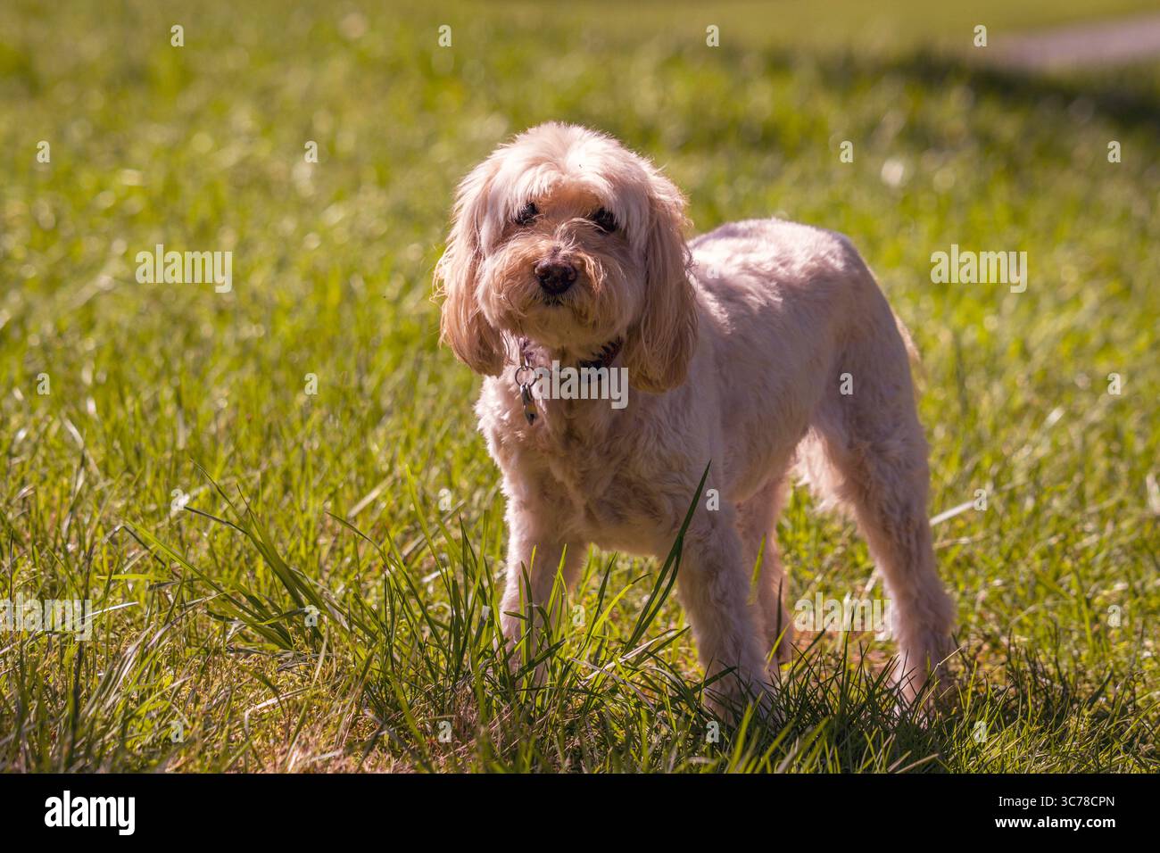 Questo tranquillo cucciolo è pronto per una giornata spensierata al parco. Foto Stock