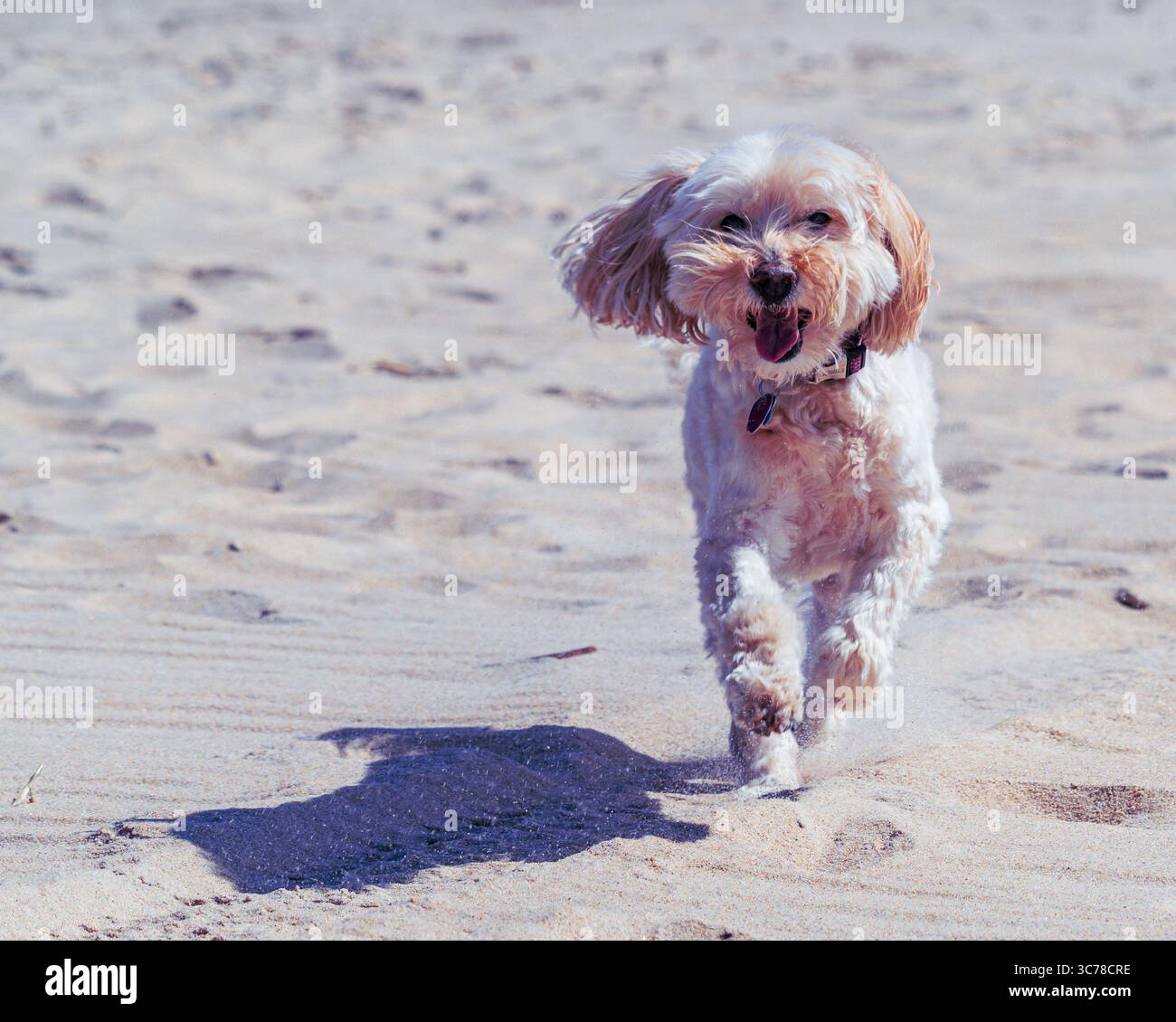 Un cane corre sulla spiaggia, godendosi il sole e facendo surf. Il cucciolo giocoso sembra felice di stare all'aperto. Foto Stock