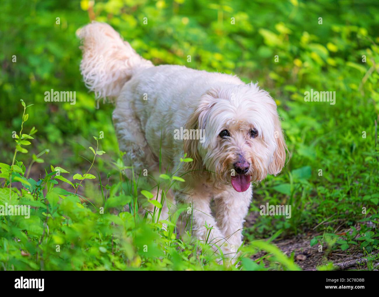 Questo cane giocoso gode di una spensierata spensieratezza nel verde lussureggiante. Il contatto visivo è accattivante. Foto Stock
