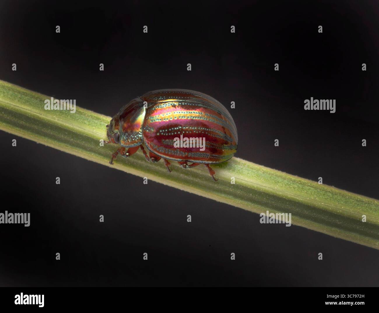 Rosemary Leaf Beetle, Chrysolina americana, questo coleottero è arrivato nel Regno Unito solo negli anni '1960, ma ora è una vista comune sulle erbe da giardino Foto Stock