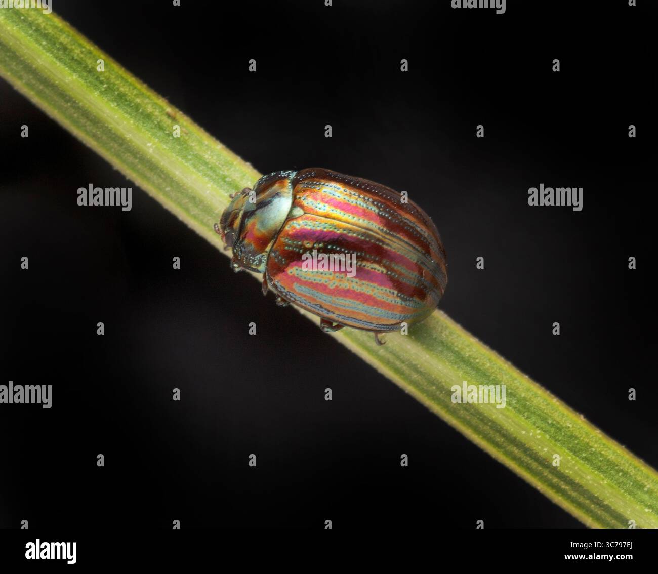 Rosemary Leaf Beetle, Chrysolina americana, questo coleottero è arrivato nel Regno Unito solo negli anni '1960, ma ora è una vista comune sulle erbe da giardino Foto Stock