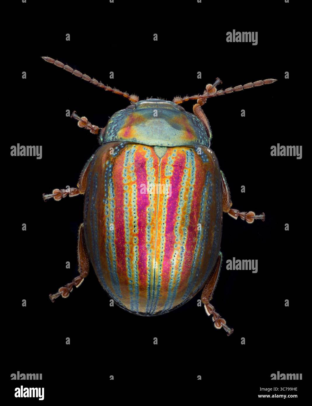 Rosemary Leaf Beetle, Chrysolina americana, questo coleottero è arrivato nel Regno Unito solo negli anni '1960, ma ora è una vista comune sulle erbe da giardino Foto Stock