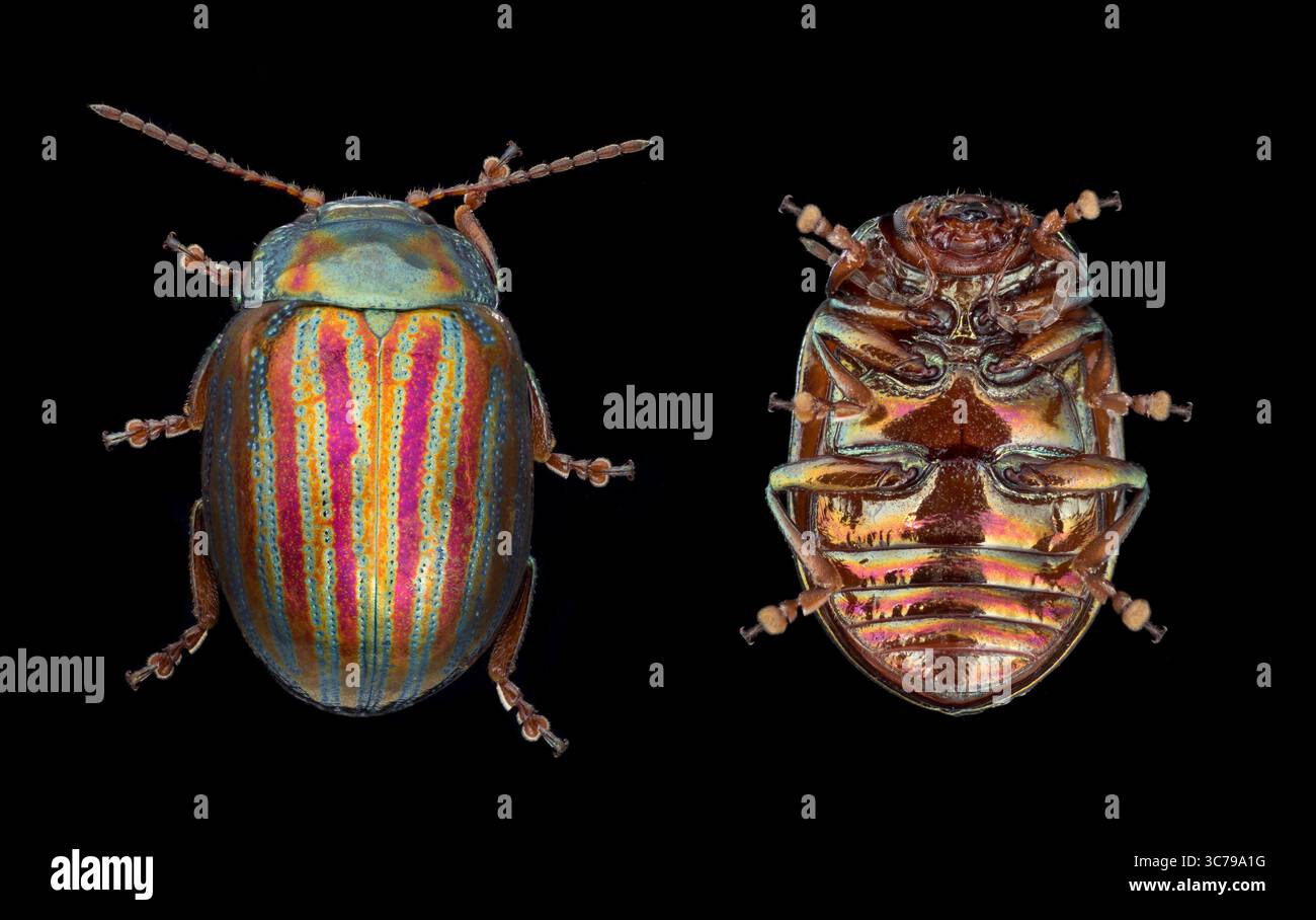 Rosemary Leaf Beetle, Chrysolina americana, questo coleottero è arrivato nel Regno Unito solo negli anni '1960, ma ora è una vista comune sulle erbe da giardino Foto Stock