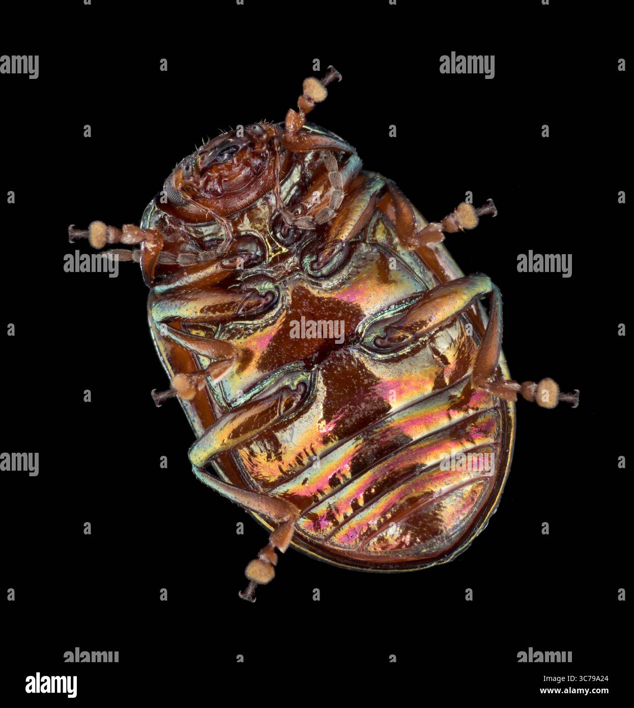 Rosemary Leaf Beetle, Chrysolina americana, questo coleottero è arrivato nel Regno Unito solo negli anni '1960, ma ora è una vista comune sulle erbe da giardino Foto Stock