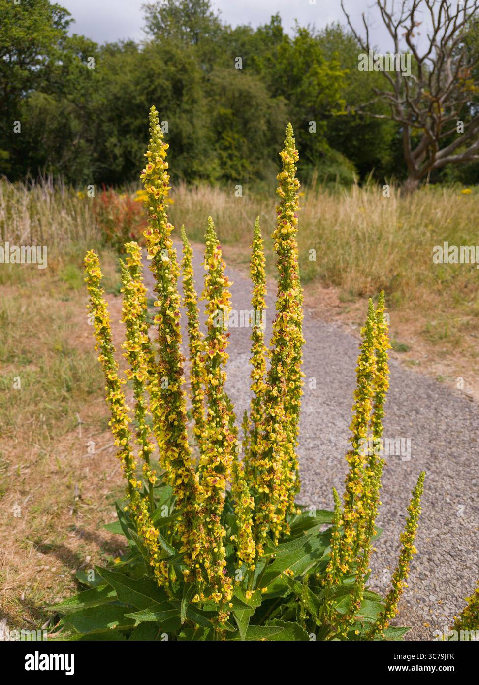 Verbascum thapsus, la grande mulleina, la grande mulleina o la comune mulleina, piccole punte di fiori gialli Foto Stock