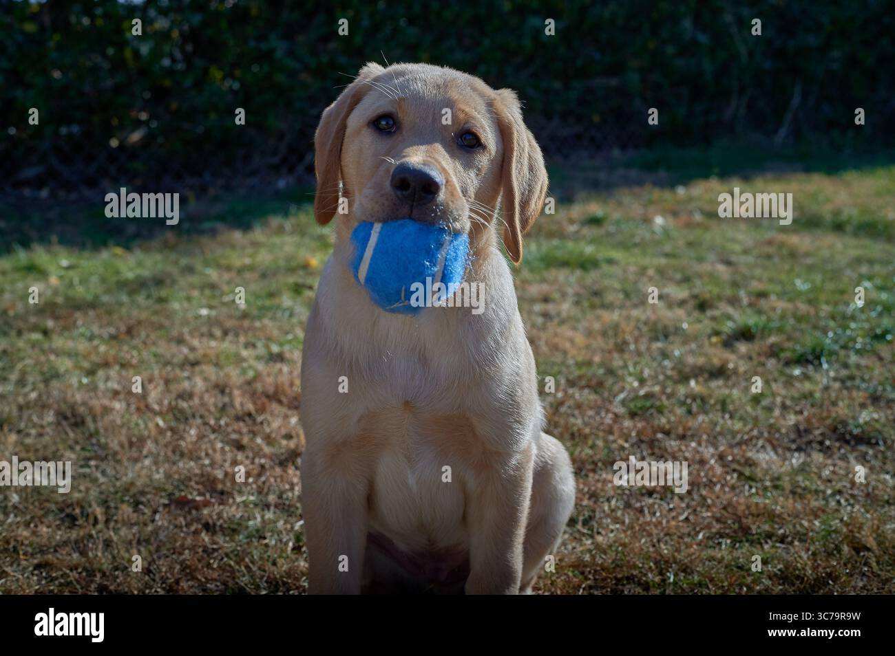 Cucciolo di Labrador con bocca ossea Foto Stock