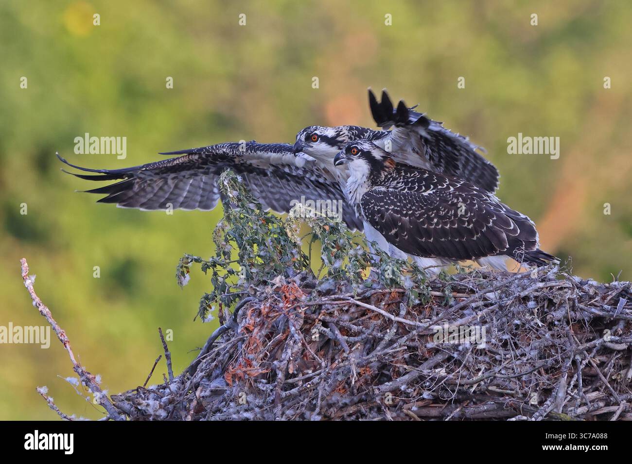 I bambini Osprey pronti per volare nel loro nido, Canada Foto Stock