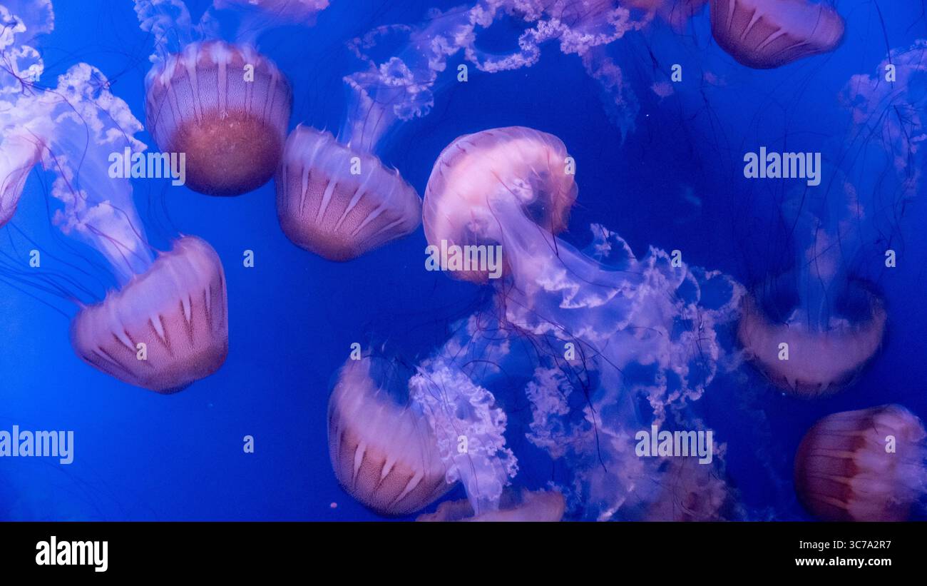 Un affascinante gruppo di meduse che si muovono attraverso le acque blu profonde. Foto Stock