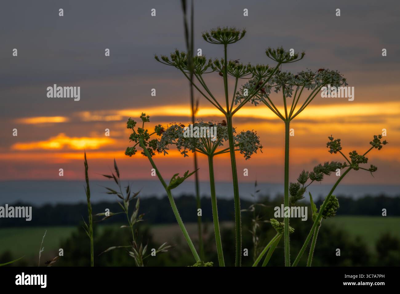 Vista serale estiva delle montagne Beskydy al tramonto Foto Stock