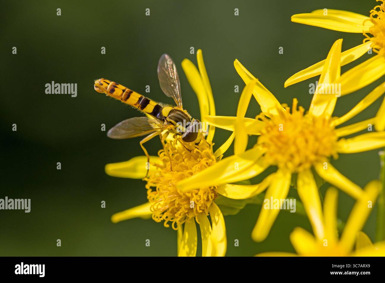 primo piano di un lungo hoverfly giallo e nero su una fioritura di ragwort giallo Foto Stock