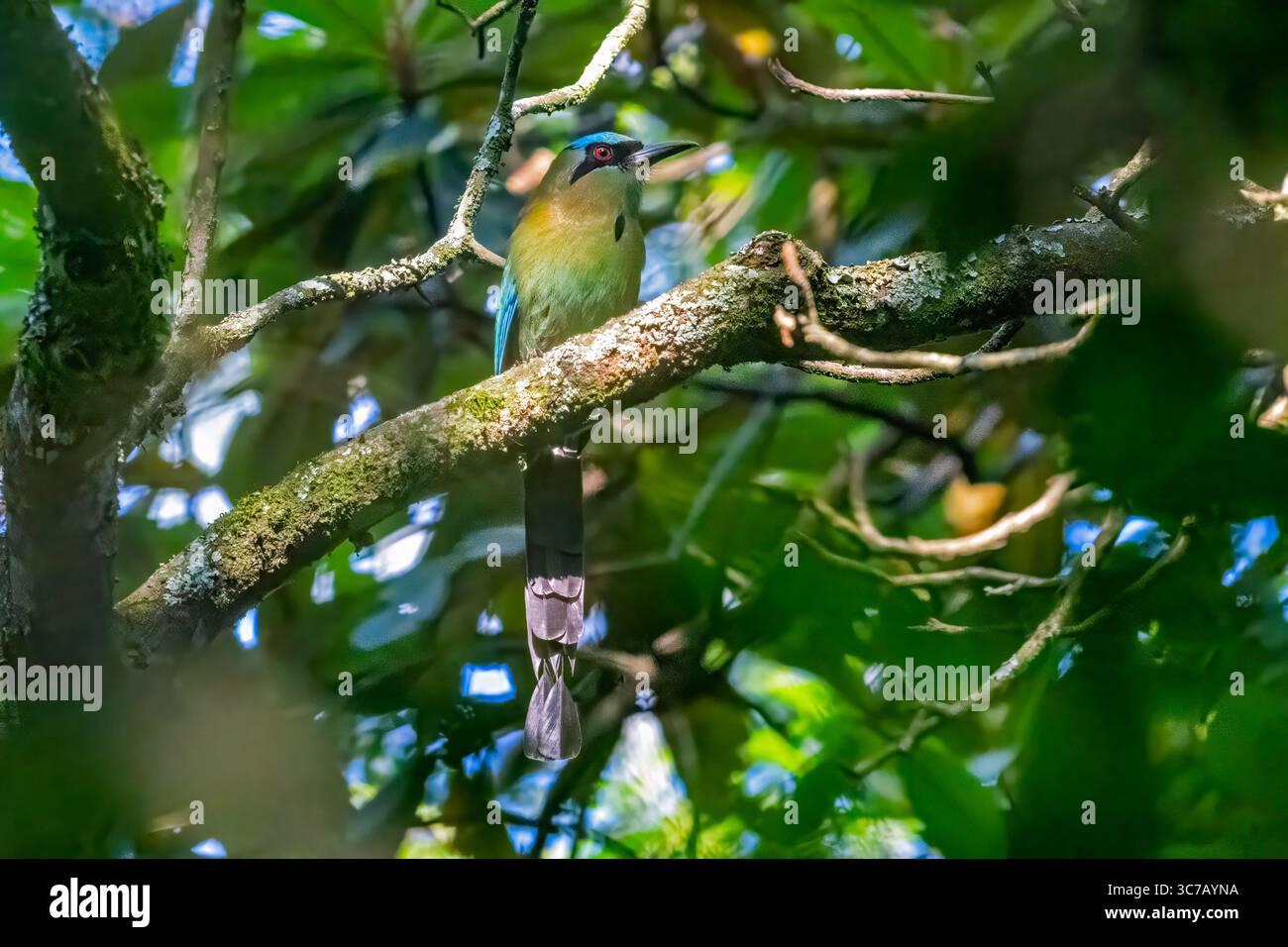 Motmot Momotus coeruliceps Parque Ecológico Cerro de Macuiltépetl, Xalapa, Veracruz, Messico 1 aprile 2024 adulti Momotidae Foto Stock