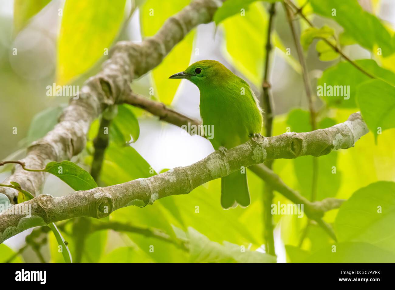 Leafbird Chloropsis moluccensis Fraser's Hill, Malaysia, 29 novembre 2022 donna adulta Chloropseidae Foto Stock