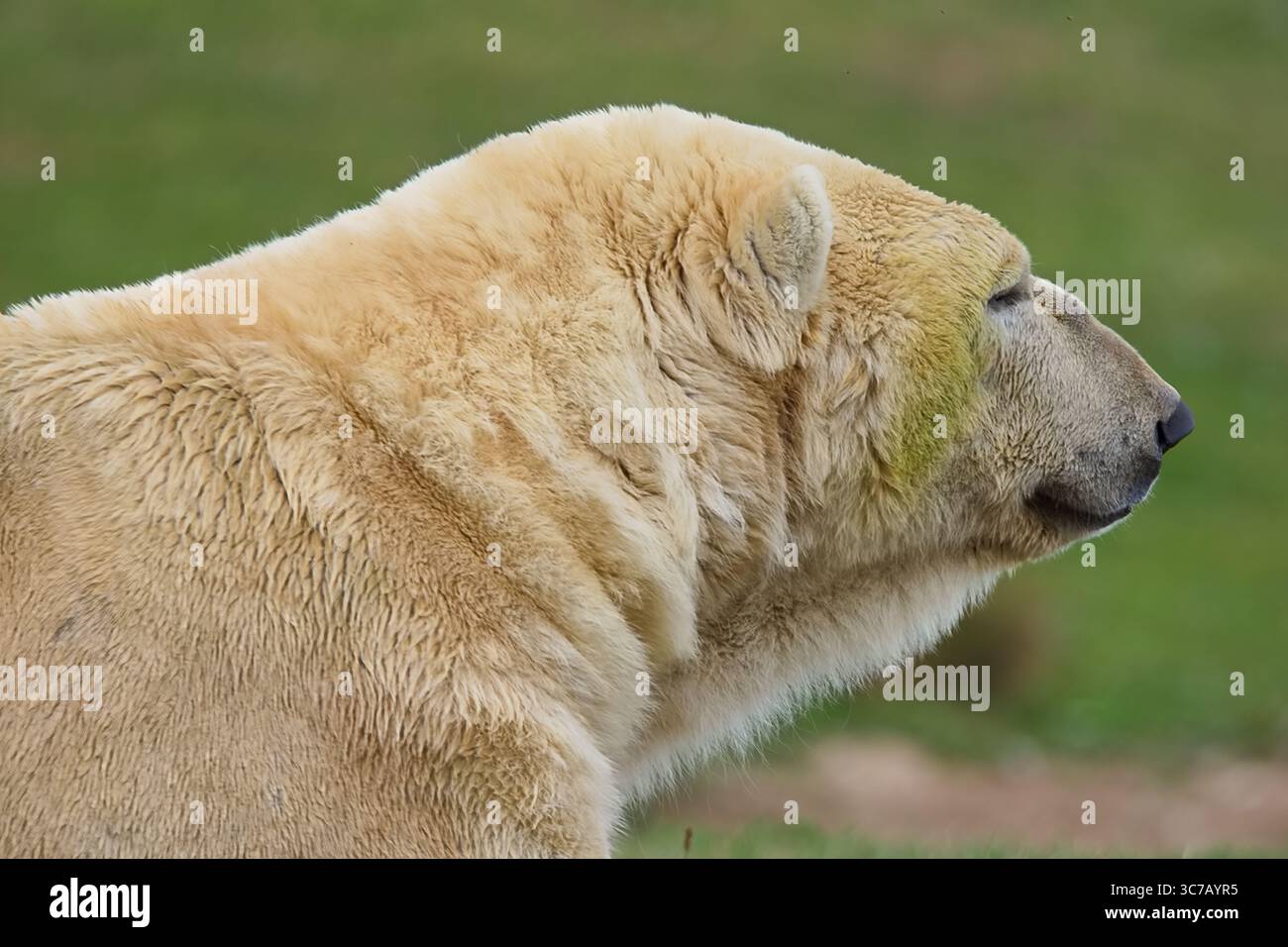 Grande orso polare con pelliccia bianca spessa che riposa al sole di mezzogiorno. Foto Stock