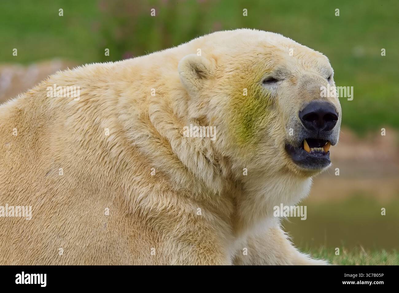 Enorme orso polare feroce con una pelliccia bianca spessa e soffice che mostra i suoi grandi denti con la bocca aperta. Foto Stock