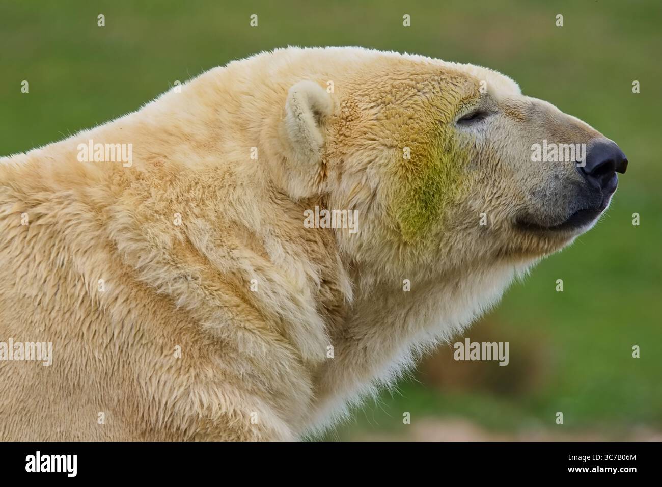 Orso polare dall'aspetto maestoso con una folta pelliccia bianca che domina il suo regno. Foto Stock