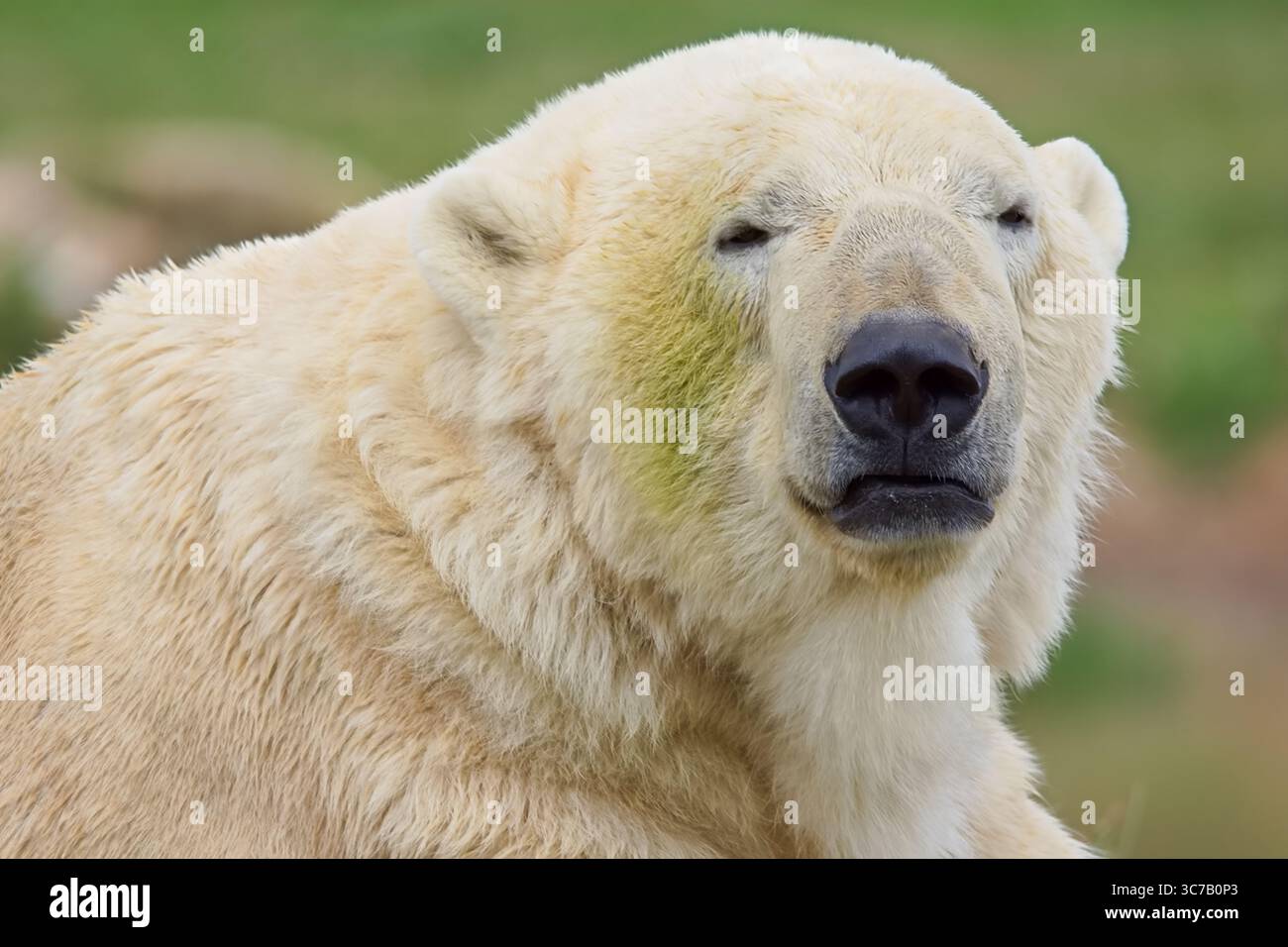 Un grande orso polare dall'aspetto stanco con una pelliccia bianca spessa e un grande naso nero che guarda direttamente la fotocamera. Foto Stock