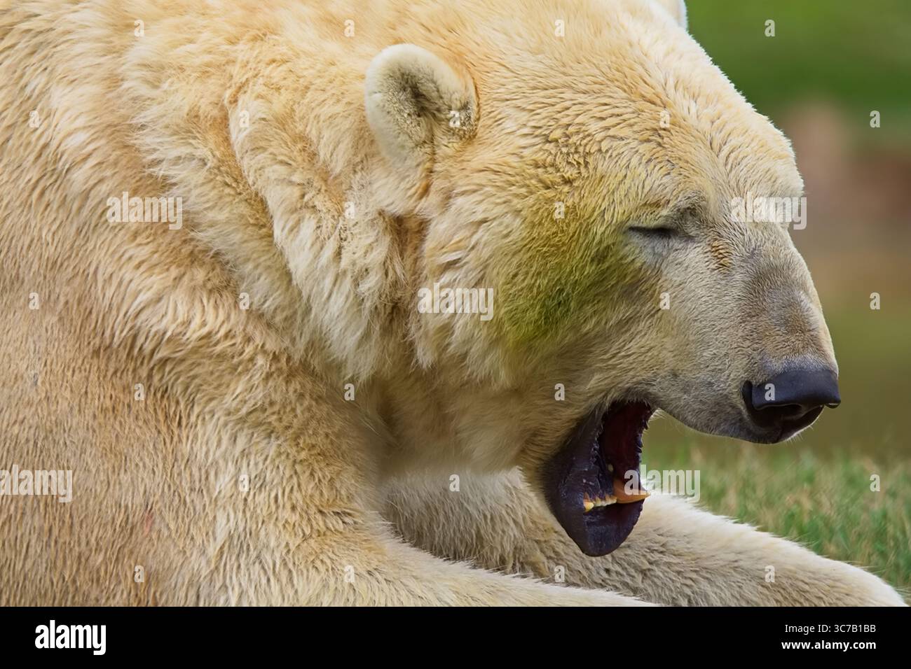 Grande orso polare bianco con una pelliccia spessa che sbadiglia al sole di mezzogiorno e mostra i suoi grandi denti. Foto Stock