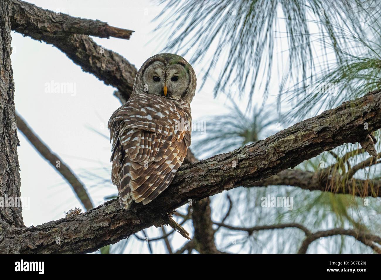 Cinereous Owl Strix sartorii la Noria, Nayarit, Messico 19 febbraio 2025 adulti Strigidae Foto Stock