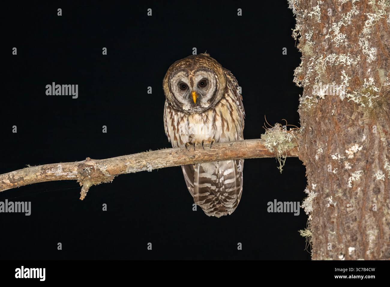 Fulvous Owl Strix fulvescens Ixtlán, Oaxaca, Messico 11 aprile 2024 adulti Strigidae Foto Stock