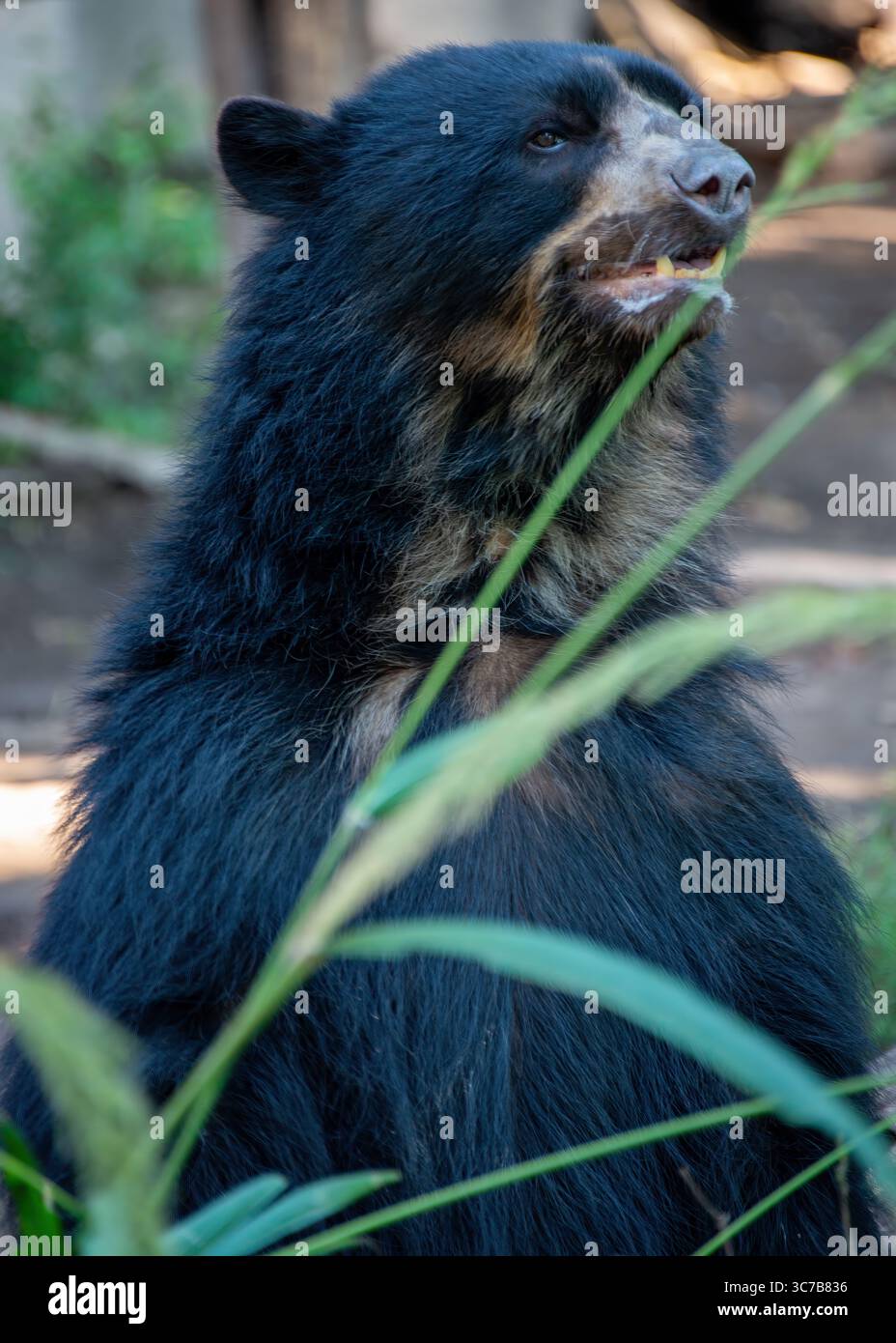 Un orso Spectacled Foto Stock