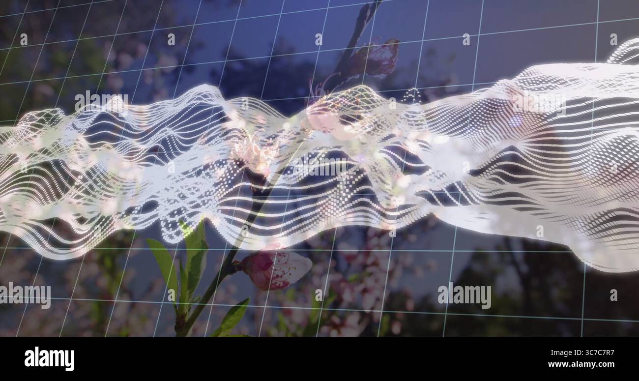Onda di dati bianca che scorre attraverso il cielo del frutteto, con sovrapposizione della griglia 3D e rami di fiori rosa Foto Stock