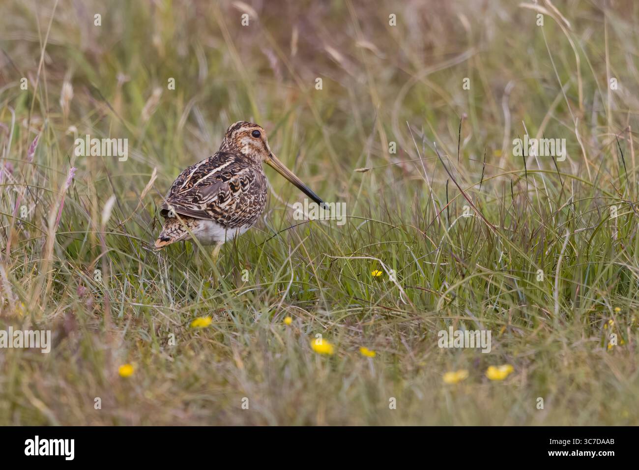 Snipe comune sulle Shetlands in Scozia Foto Stock