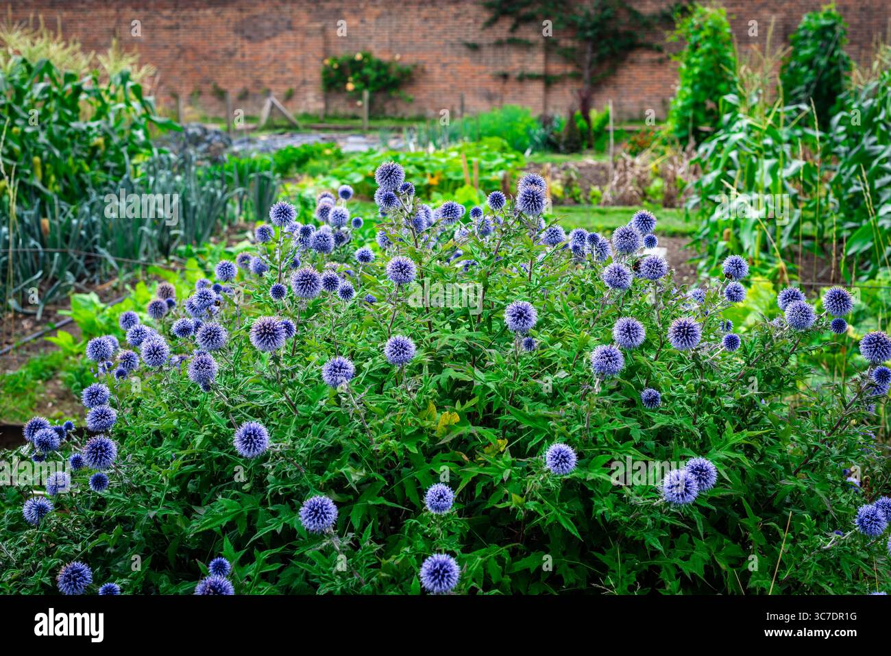Globe Thistle (Echinops) in Bloom at the Walled Garden, Luton Hoo Estate, Bedfordshire, Regno Unito Foto Stock