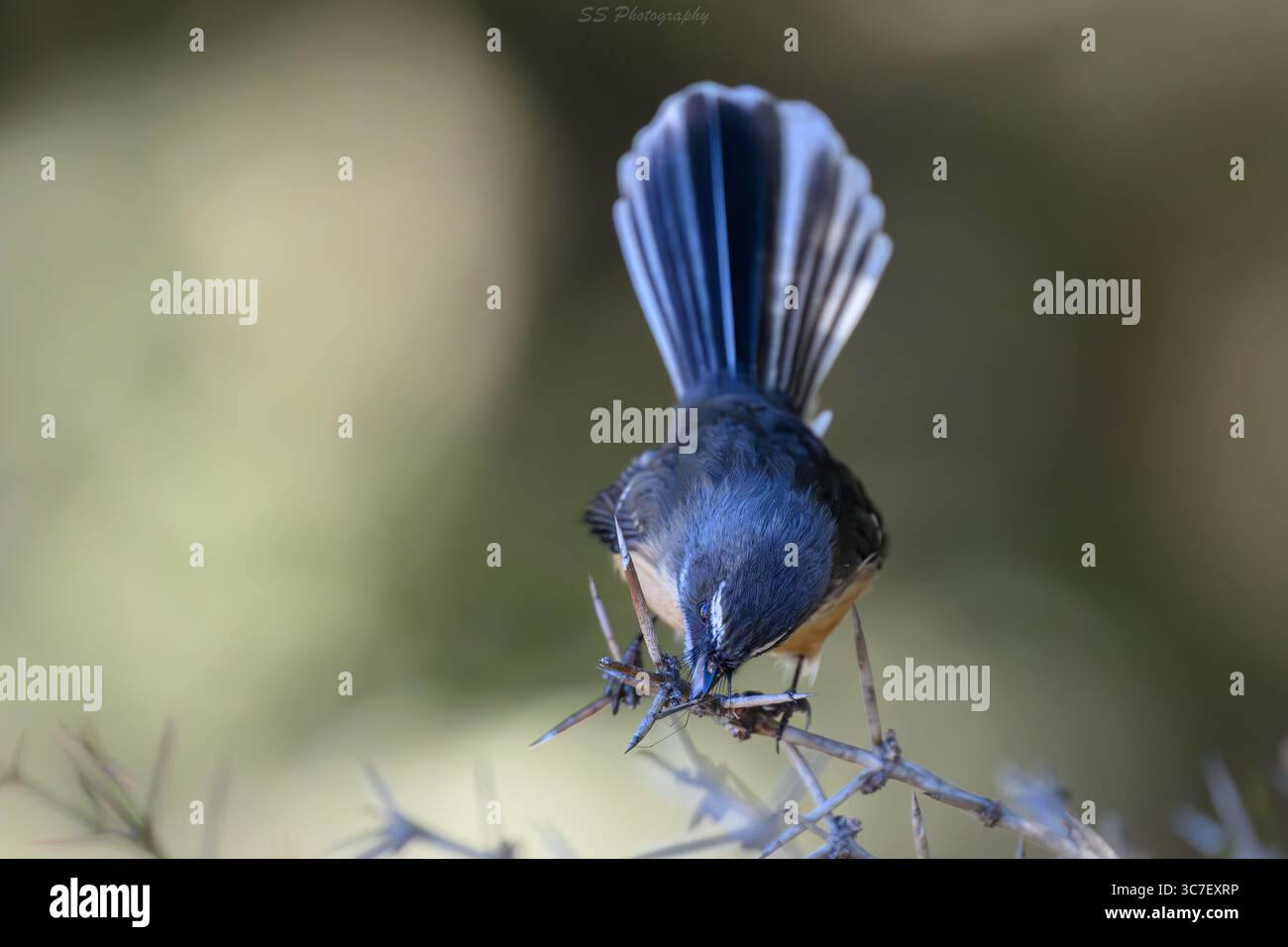 Fantail neozelandese (Rhipidura fuliginosa), o Pīwakawaka, arroccato su arbusti nativi con coda ventilata e postura di allarme. Foto Stock