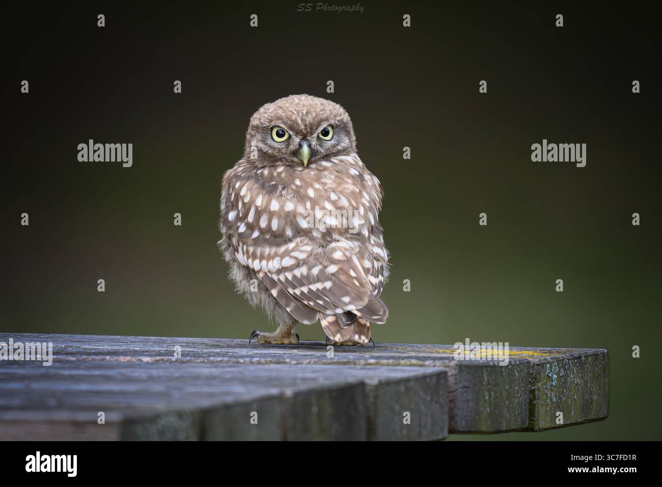Little Owl (Athene noctua) che guarda all'indietro mentre è arroccato su una piattaforma di legno, mostrando sorprendenti occhi gialli in nuova Zelanda. Foto Stock