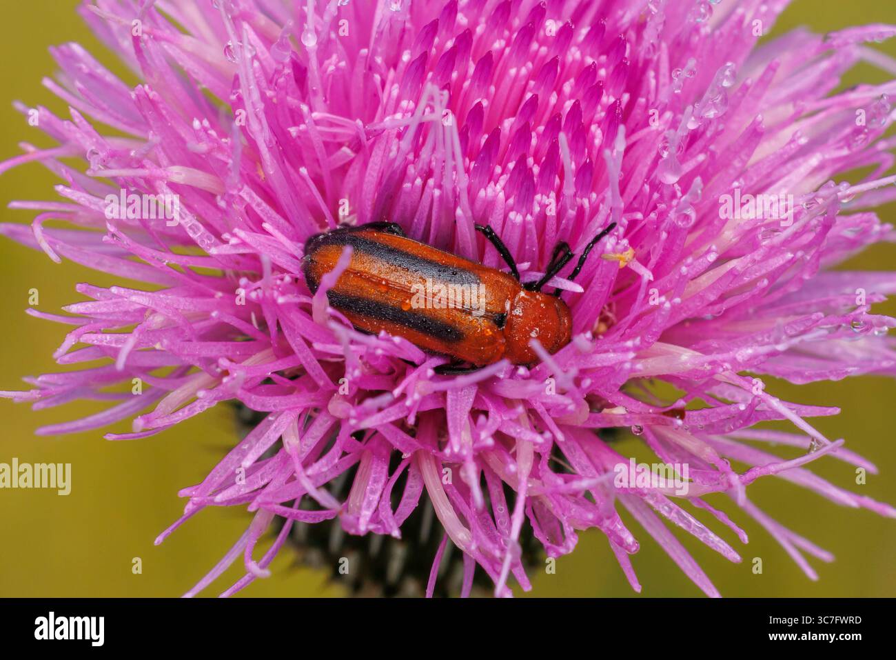 Barbabietola arancione (Nemognatha piazata bicolor) Foto Stock