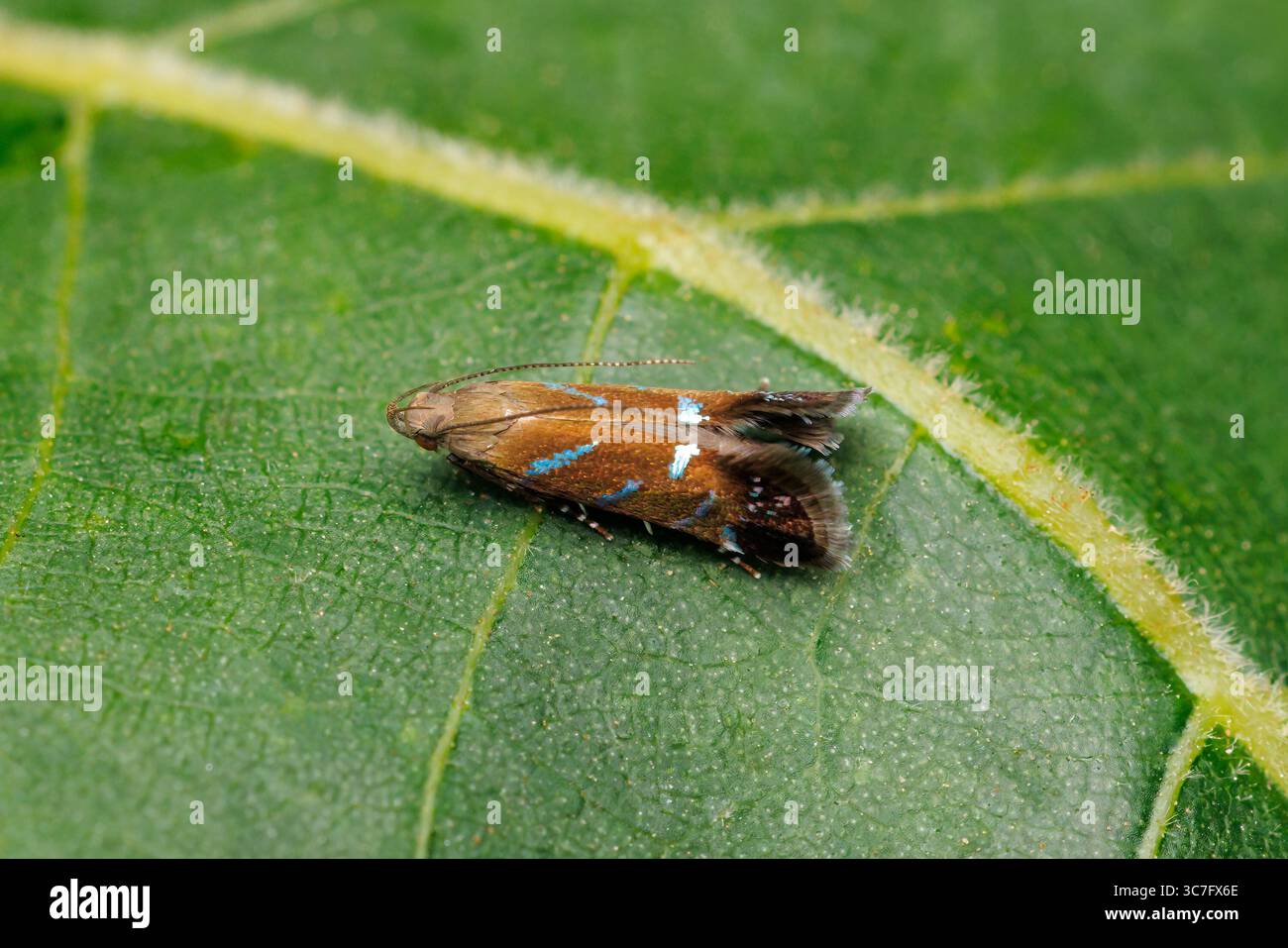 Dea tragica (Strobisia proserpinella) Foto Stock