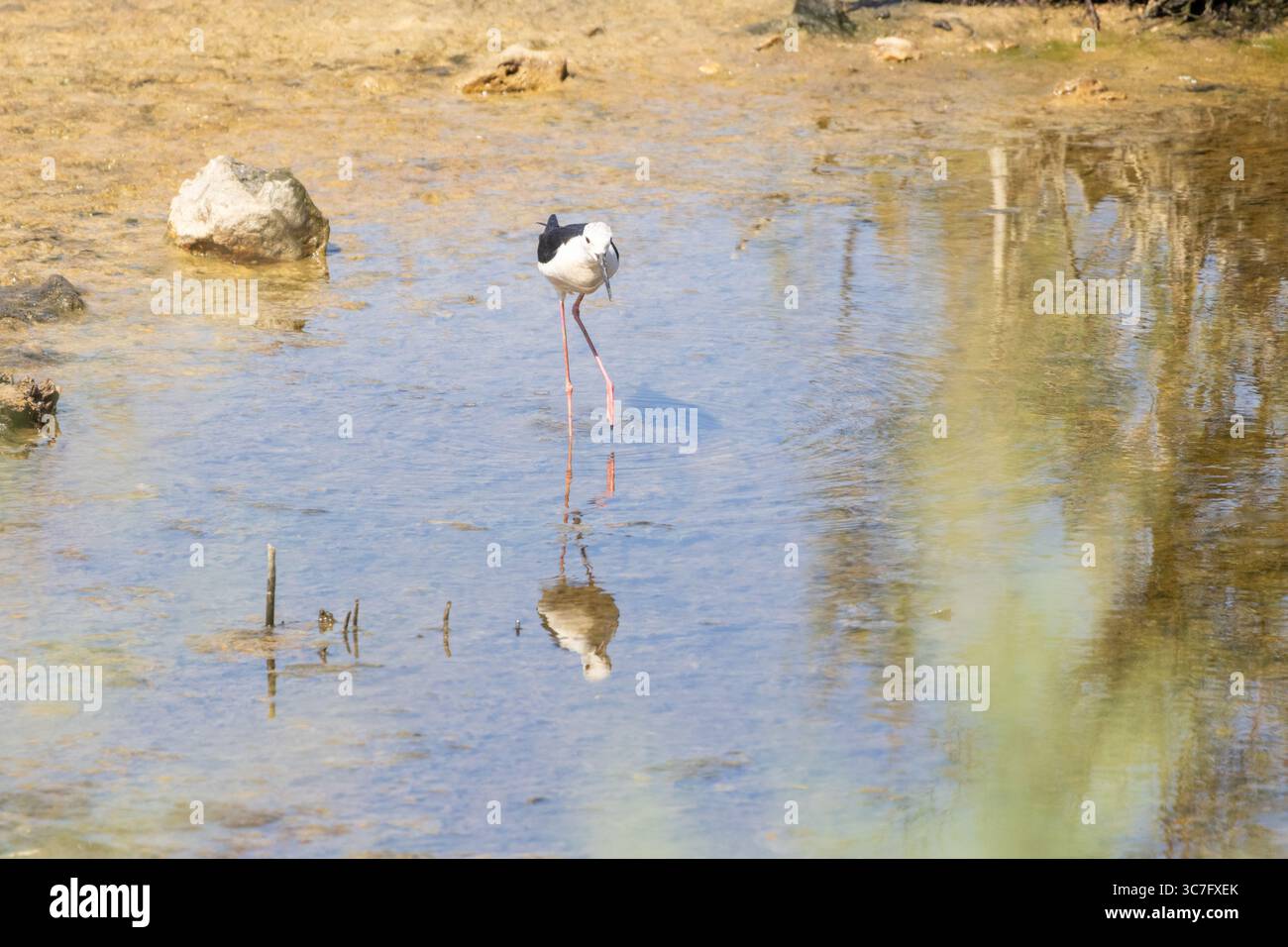 Palafitte alate nere con lunghe gambe rosa alla ricerca di cibo in acque poco profonde Foto Stock